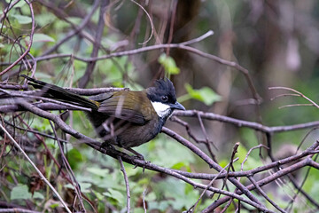Australian Eastern whipbird