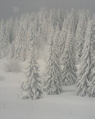 snow covered trees