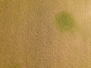 Aerial drone view. Ukrainian ripe cornfield on a sunny day.