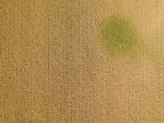 Aerial drone view. Ukrainian ripe cornfield on a sunny day.