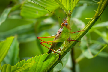 Handsome meadow katydid (Orchelimum pulchellum). Raleigh, North Carolina.