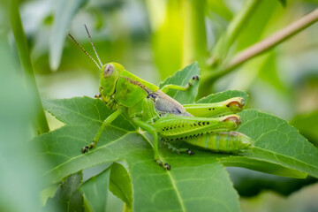 Differential Grasshopper (Melanoplus differentialis), nymph. Raleigh, North Carolina.