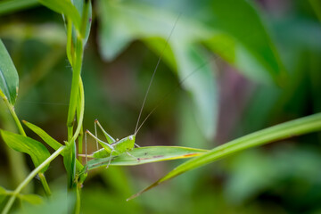 Straight-lanced Meadow Katydid (Conocephalus strictus). Raleigh, North Carolina.