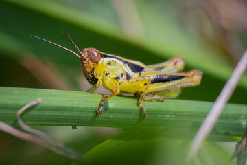 Red-legged grasshopper (Melanoplus femurrubrum). Raleigh, North Carolina.