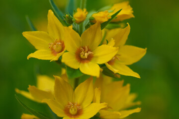 Punktierter Gilbweiderich (Lysimachia punctata)	
