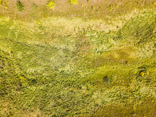 Aerial drone top view. Tall grass in a green meadow.