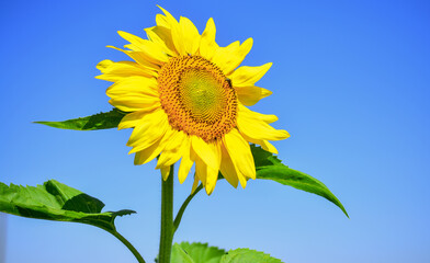 big sunflower close up. summer nature beauty. flower on blue sky background. beautiful yellow flower of sunflower. I love gardening