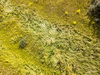 Aerial drone top view. Tall grass in a green meadow.