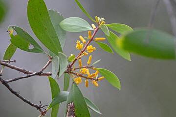 close up of a branch of a tree _ Persoonia Levis