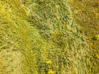 Aerial drone top view. Tall grass in a green meadow.
