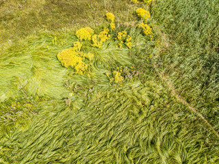 Aerial drone top view. Tall grass in a green meadow.