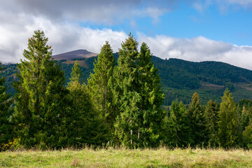 spruce trees on the meadow in mountains. dry and sunny september weather with clouds on thesky. borzhava ridge, ukraine