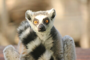 Ring-tailed lemur