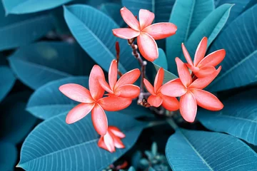 Deurstickers frangipani or plumeria tropical flower in nature © xiaoliangge