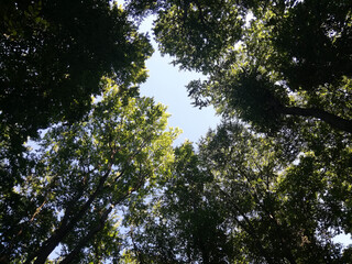trees and sky