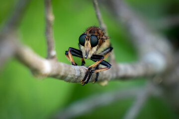 Front view of a Red-footed Cannibalfly (Promachus rufipes) perched on a stick. Raleigh, North Carolina.