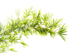 bamboo leaves isolated on white background