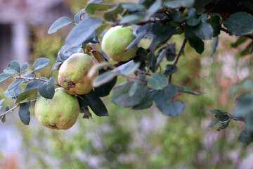 Ripe quinces on the tree. Selective focus.
