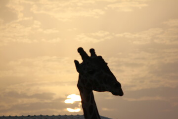 Giraffe