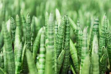Fototapeta na wymiar Abstract fresh green Ivory cactus.close up background.