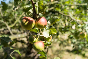 Ripe Apples hanging on branches in the tree in Orchard ready for harvesting, afternoon shot