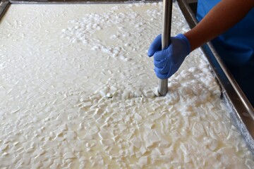 Cutting the milk curd into the right size with the lira. Cheese making.