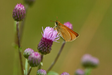 Braunkolbiger Braun-Dickkopffalter an einer Distel