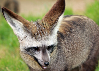 Bat-eared fox
