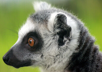 Lemur