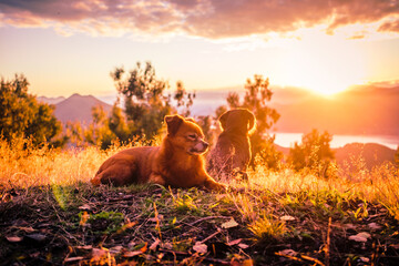 animal sunset