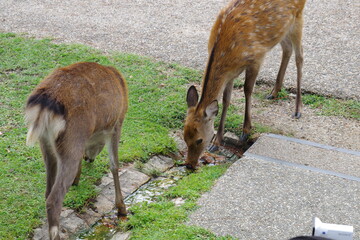 水を飲む鹿たち