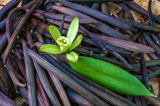 Gousses et fleur de vanille Bourbon 