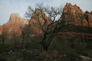 アメリカの早春のザイオンナショナルパーク