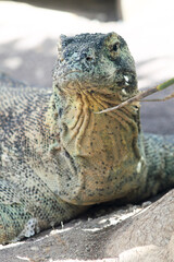 Komodowaran