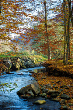 mountain water stream in the beech forest. beautiful nature scenery in autumn on a sunny day