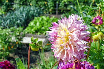 Bauerngarten nähe Chiemsee - Oberbayern © frangipani.s
