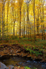 Obraz premium mountain water stream in the beech forest. beautiful nature scenery in autumn on a sunny day