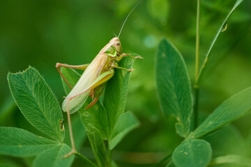 Imago von Roesels Beißschrecke (Roeseliana roeselii)