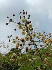 red berries on a branch