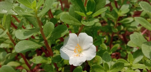 white and pink flowers