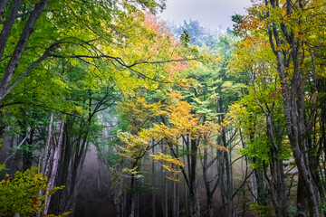 Fototapeta premium Autumn landscape in the forest of La Fageda de Grevolosa, La Garrotxa 