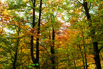 Autumn landscape in the forest of La Fageda de Grevolosa, La Garrotxa	