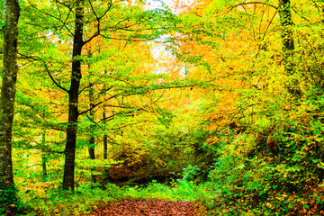 Autumn landscape in the forest of La Fageda de Grevolosa, La Garrotxa	