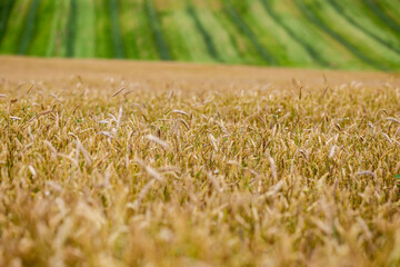 A Panorama background wheat field. 