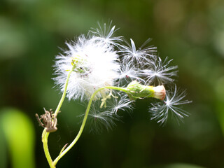 Flower of fire weed or red flower ragleaf