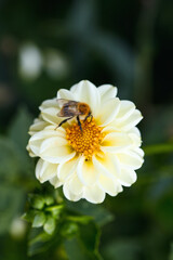 bee on a white Dahlia flower close-up. blurred background, summer season, copy space