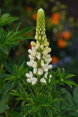 beautiful lupine flower close-up on a wooden background in the garden. white inflorescence