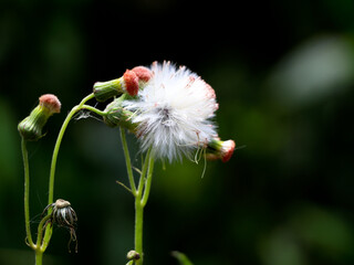 Flower of fire weed or red flower ragleaf