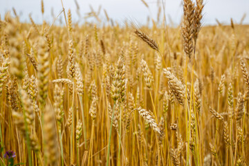 A Panorama background wheat field. 