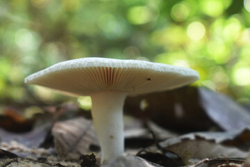 mushroom in the forest